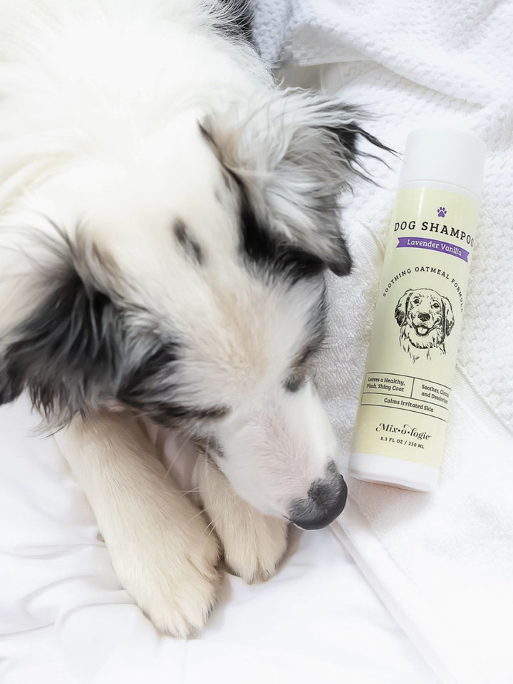Suds & Snuggles – Lavender Vanilla Oatmeal Dog Shampoo