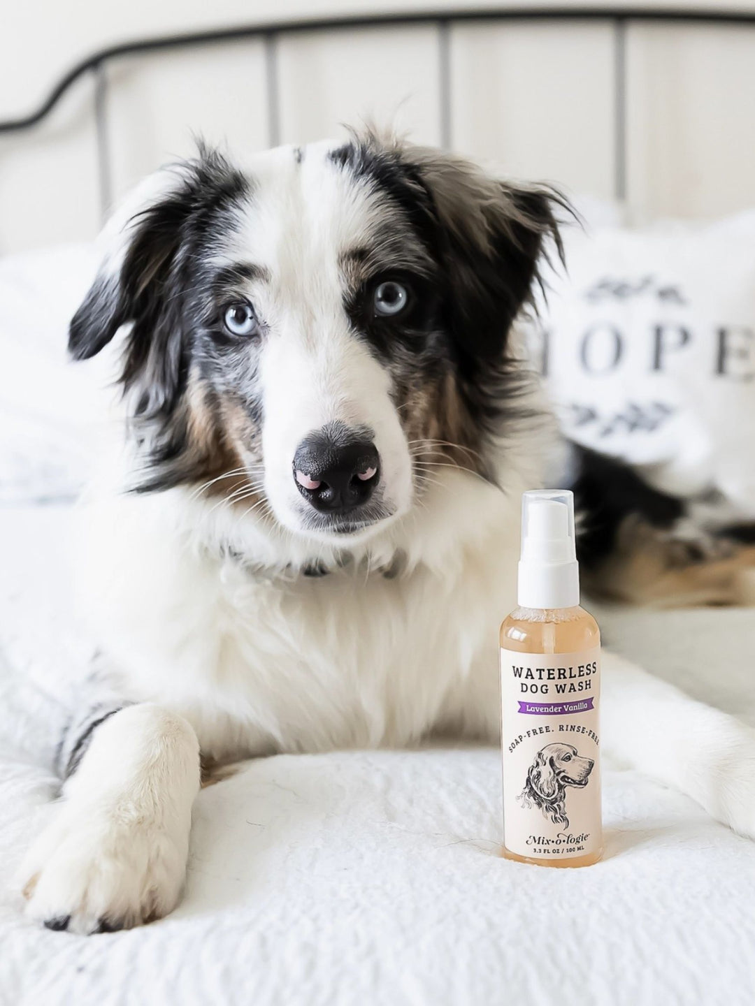 Lavender Vanilla Waterless Dog Wash by Mixologie